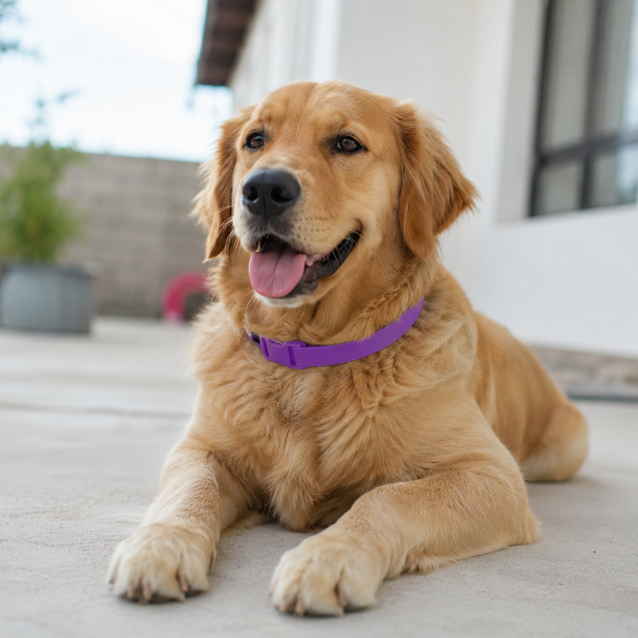 Collar Calmante CalmPet™ - Collar Relajante Anti-Estrés para Perros y Gatos