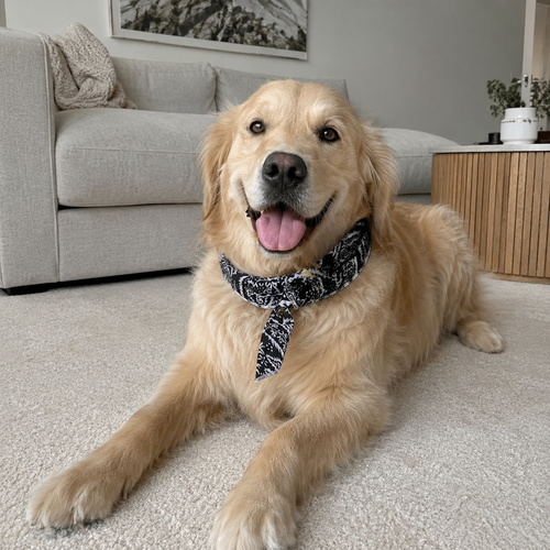 Bufanda Refrescante IceScarf™ - Pañuelo de Hielo para Perros y Gatos